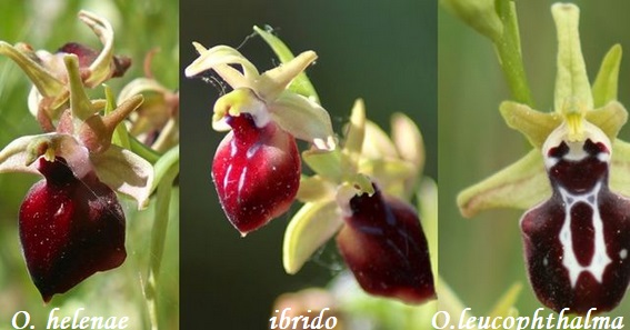 Orchidee dell''Epiro e del Peloponneso